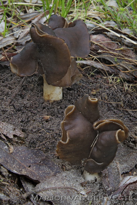 Nonnenkapkluifzwam - Helvella spadicea